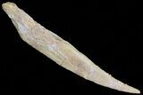 Hybodus Shark Dorsal Spine - Cretaceous #73119-1